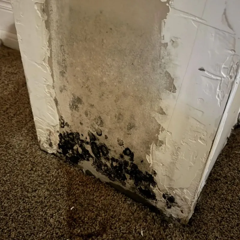 Professional Mold Removal in Stowe, VT